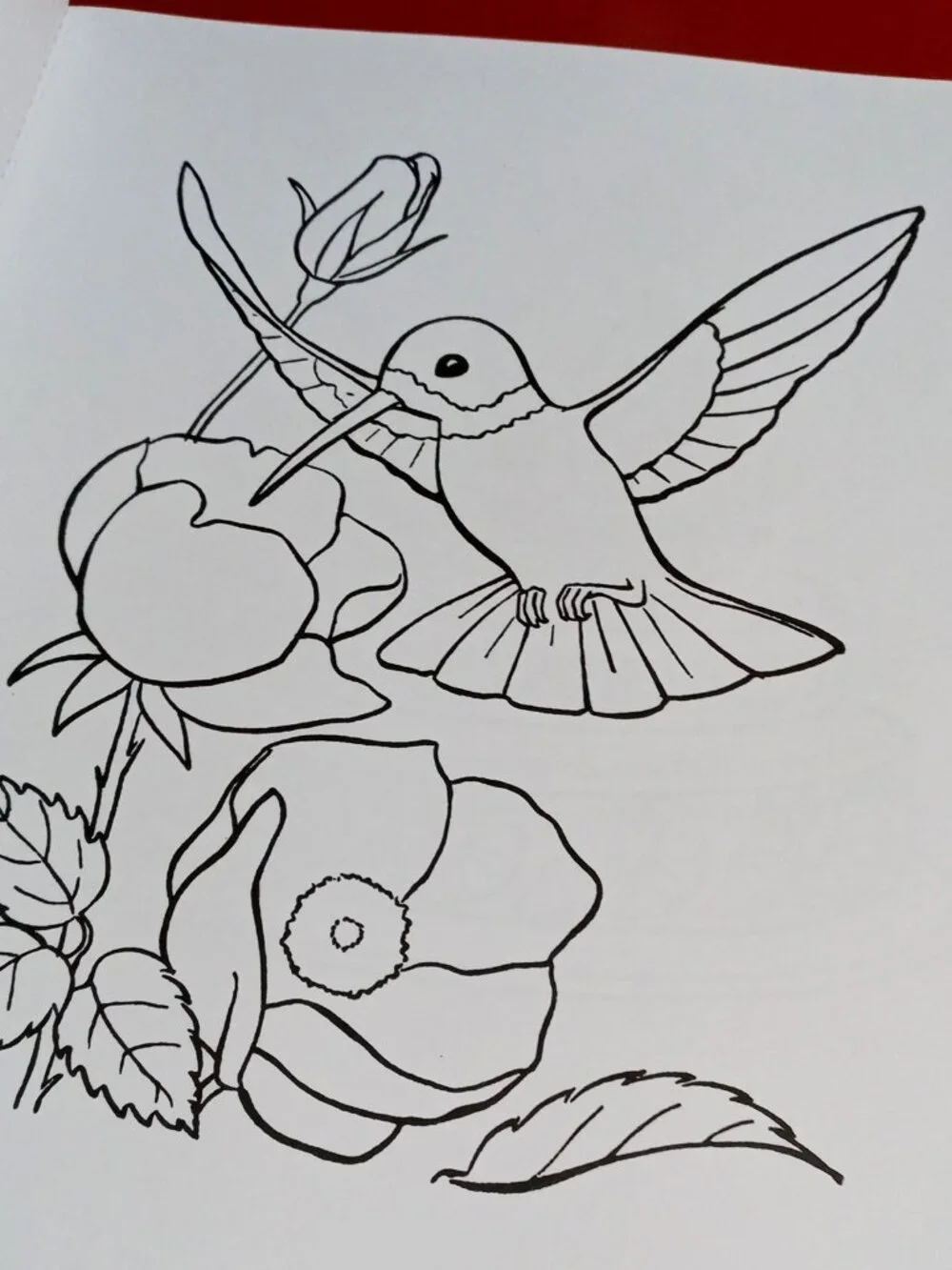 (x2) Colorama & Floral Design Color by Number Adult Coloring Books